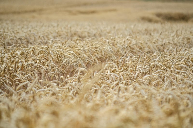 Sharing Harvests