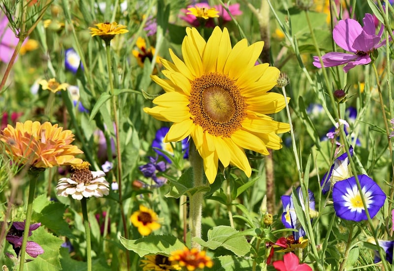 Upcycled Garden Containers